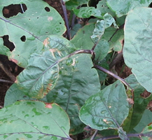 ナスの病気と害虫葉の被害